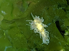 Spurilla braziliana