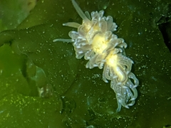 Spurilla braziliana