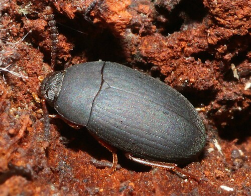 Platydema nigrata