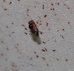Mycodrosophila