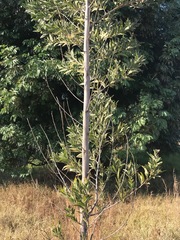 Acacia melanoxylon