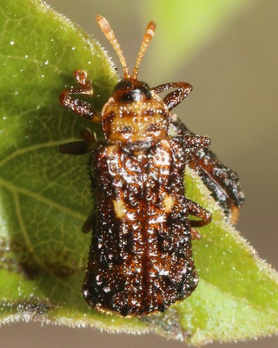 Octotoma marginicollis