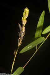 Alysicarpus vaginalis image