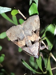 Avatha discolor