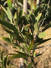 Acacia melanoxylon