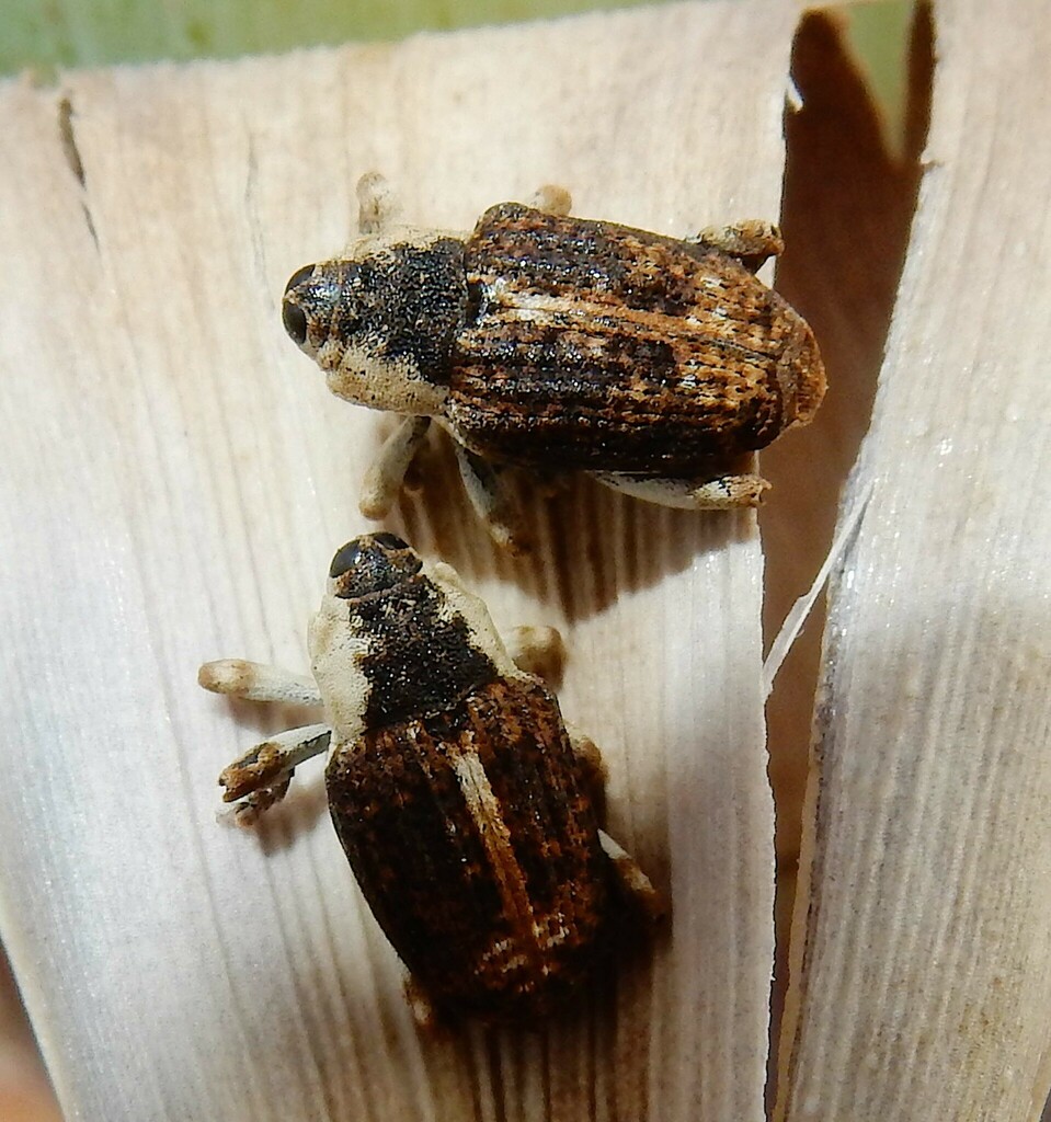 Peltophorus adustus