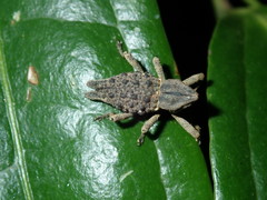 Poropterus ellipticus