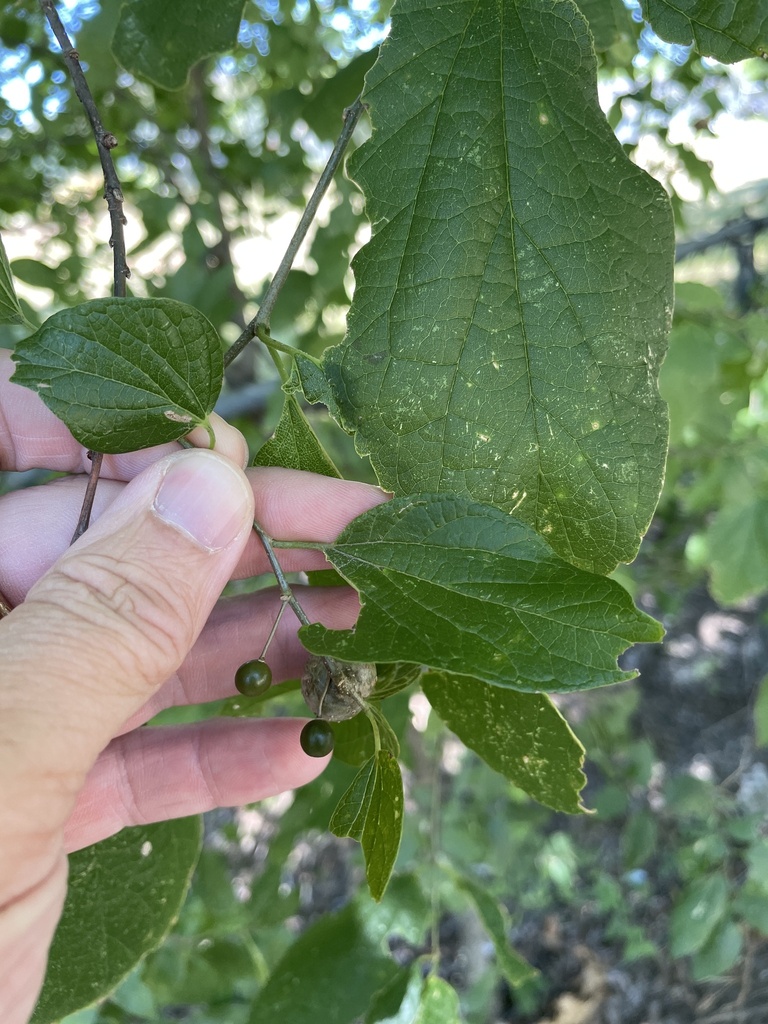 sugar hackberry from Carver St, Garland, TX, US on July 9, 2024 at 12: ...