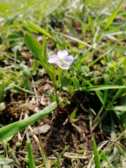 Viola accrescens