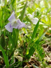 Viola accrescens
