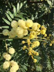 Acacia elata