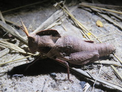 Lobosceliana