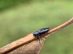 Chrysobothris chlorocephala
