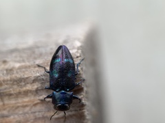 Chrysobothris chlorocephala