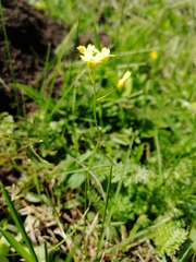 Draba sibirica