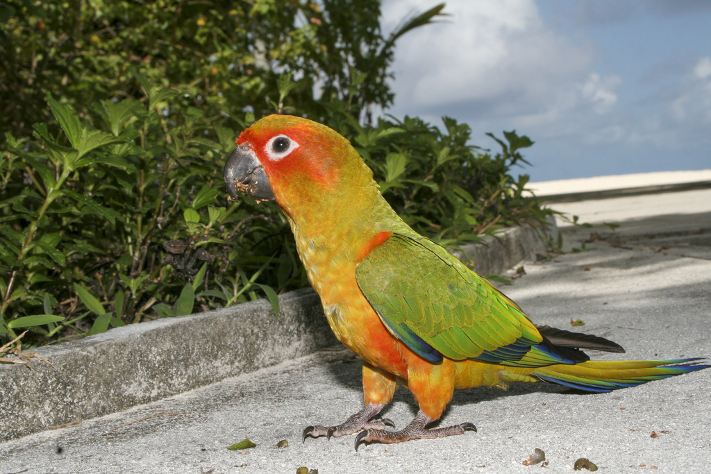 Jandaya Parakeet from Maldives on August 2, 2008 at 10:08 AM by ...