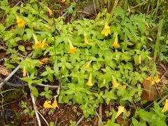 Erythranthe dentata