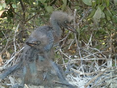 Egretta rufescens