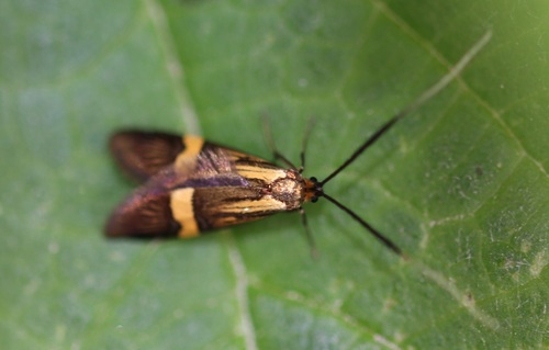 Yellow-barred Longhorn
