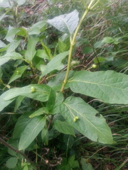 Lonicera alpigena