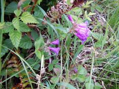 Penstemon serrulatus