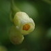 Solena amplexicaulis - Photo no rights reserved, uploaded by 葉子