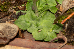 Pterostylis rubescens