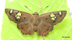 Coladenia indrani