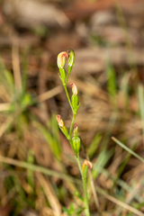 Pterostylis rubescens