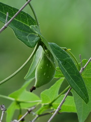 Solena amplexicaulis