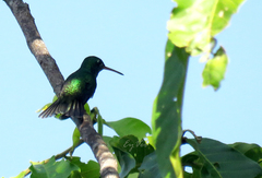 Trochilidae
