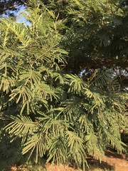 Acacia mearnsii