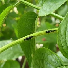 Meligramma triangulifera