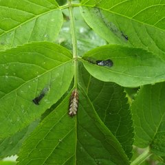 Meligramma triangulifera