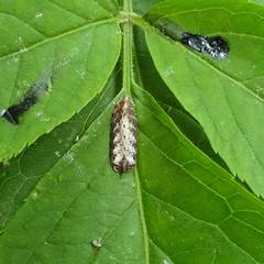 Meligramma triangulifera