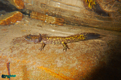 Paradactylodon persicus