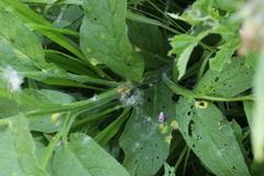 Symphytum officinale