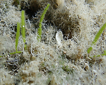 Image of Caulerpa taxifolia by (c) Golfopolikayak, some rights reserved (CC BY)