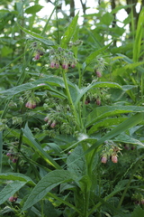 Symphytum officinale