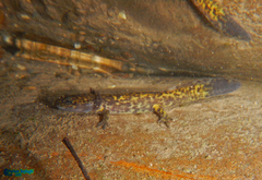 Paradactylodon persicus