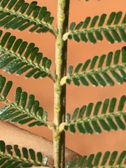 Acacia mearnsii