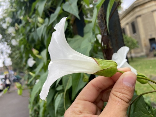 Shortstalk false bindweed (Calystegia silvatica)