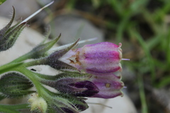 Symphytum officinale