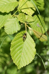 Volucella bombylans