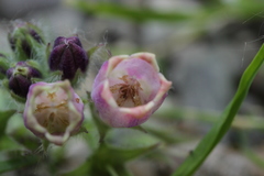 Symphytum officinale