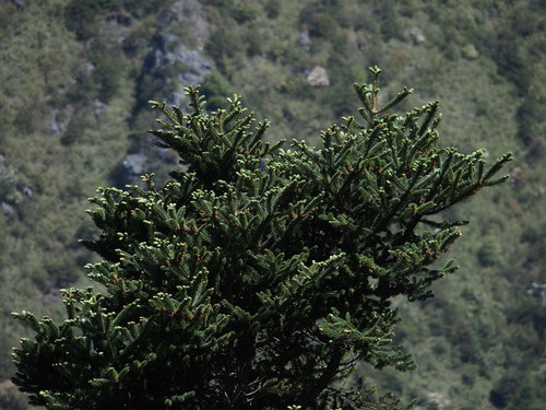 Taiwan fir (Abies kawakamii)