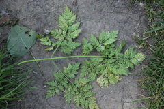 Chaerophyllum bulbosum