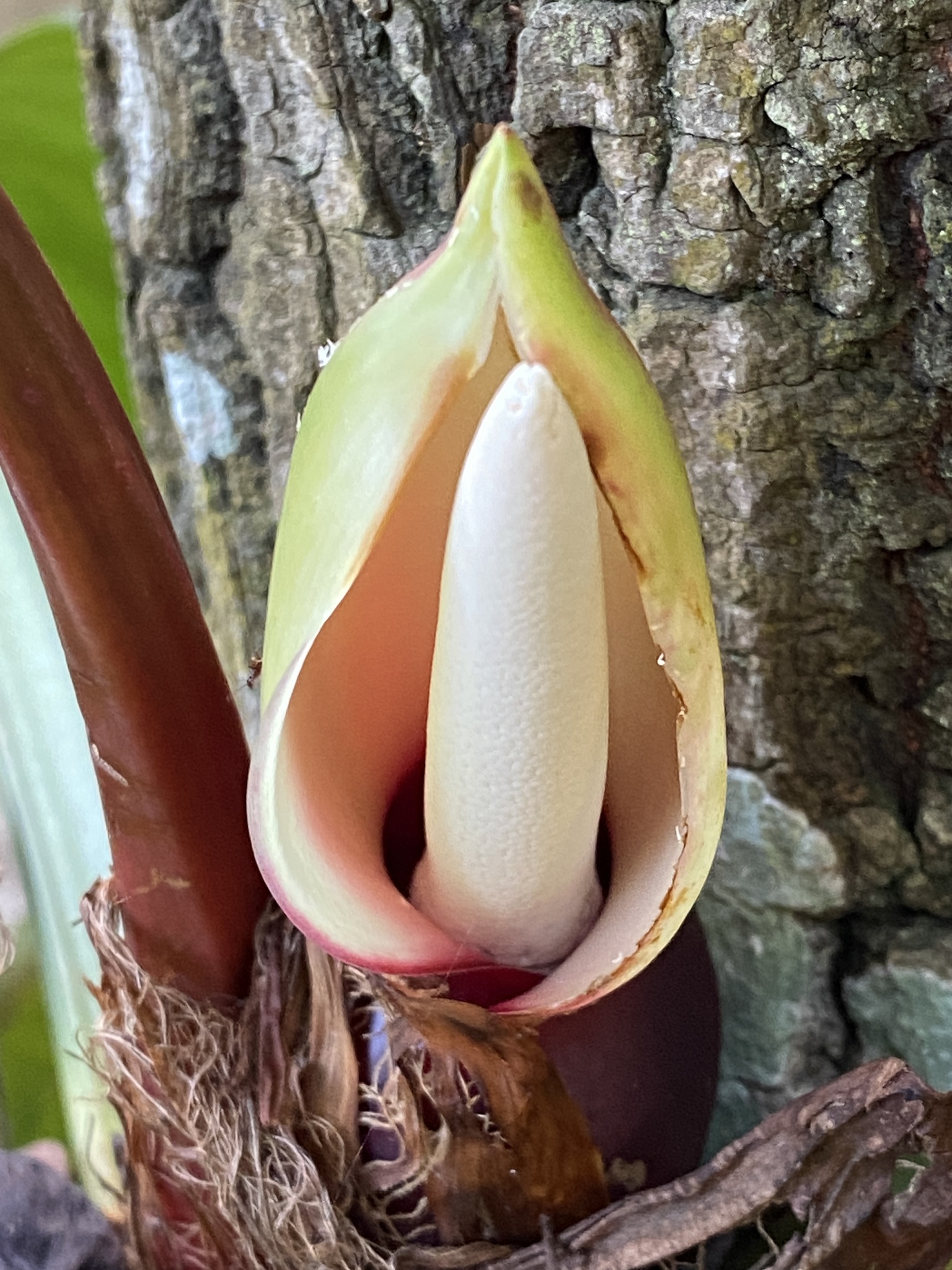 shortstem philodendron (Philodendron fragrantissimum)  iNaturalist