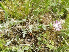 Psephellus sibiricus