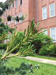 Pinus parviflora